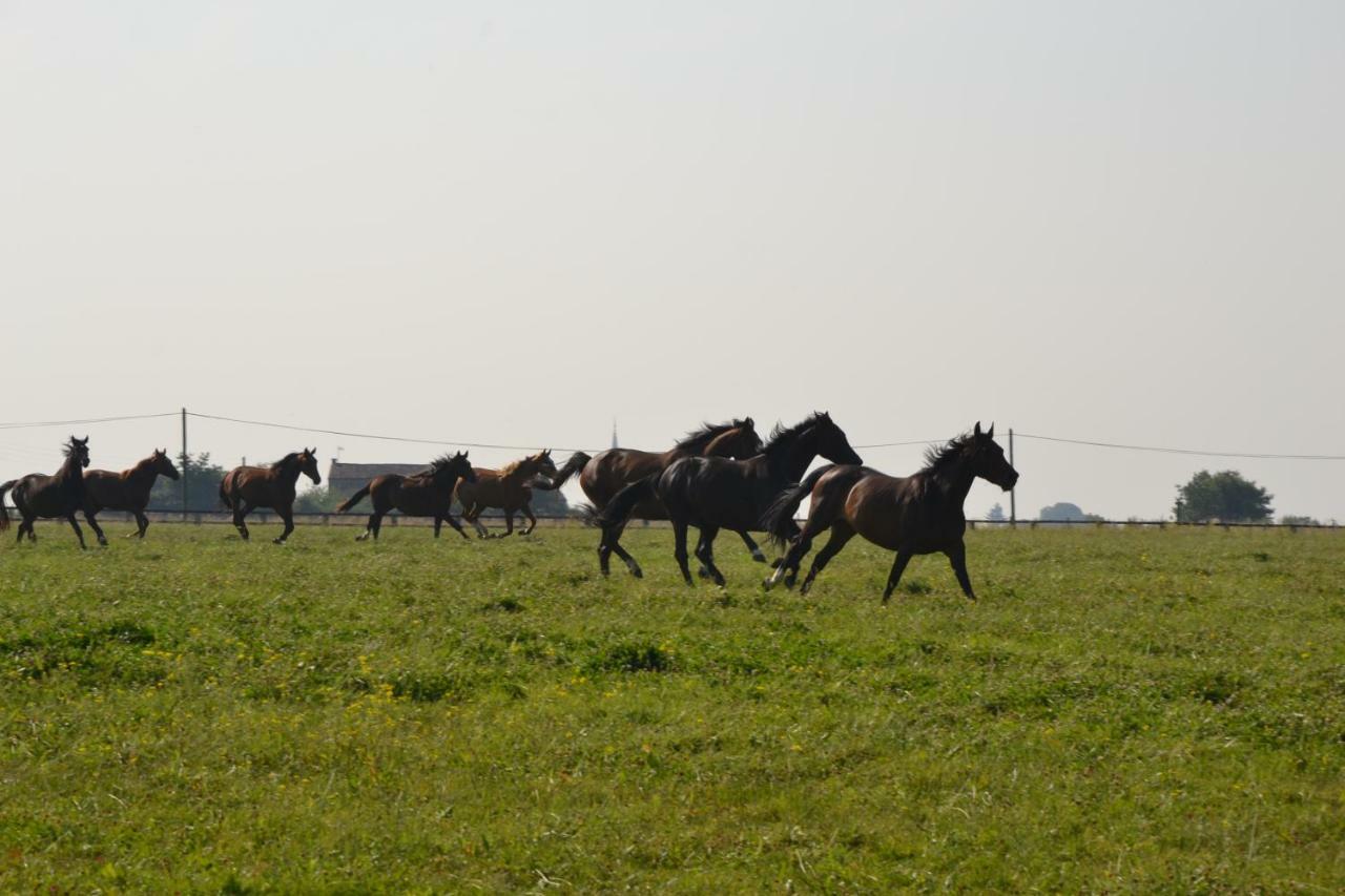 Gite Au Haras Les Aubiers Exterior photo