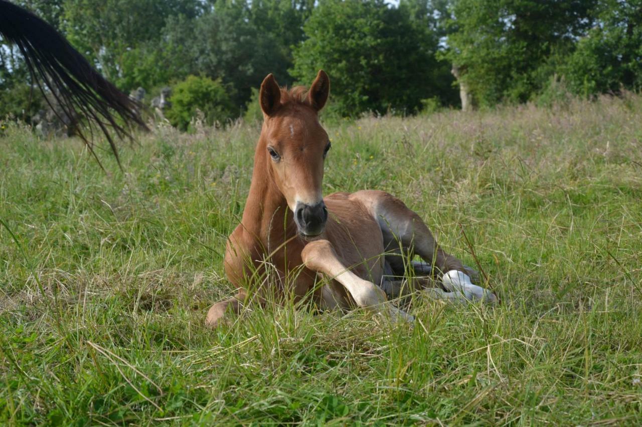 Gite Au Haras Les Aubiers Exterior photo
